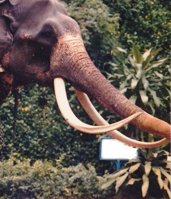 Heiyantuduwa Raja