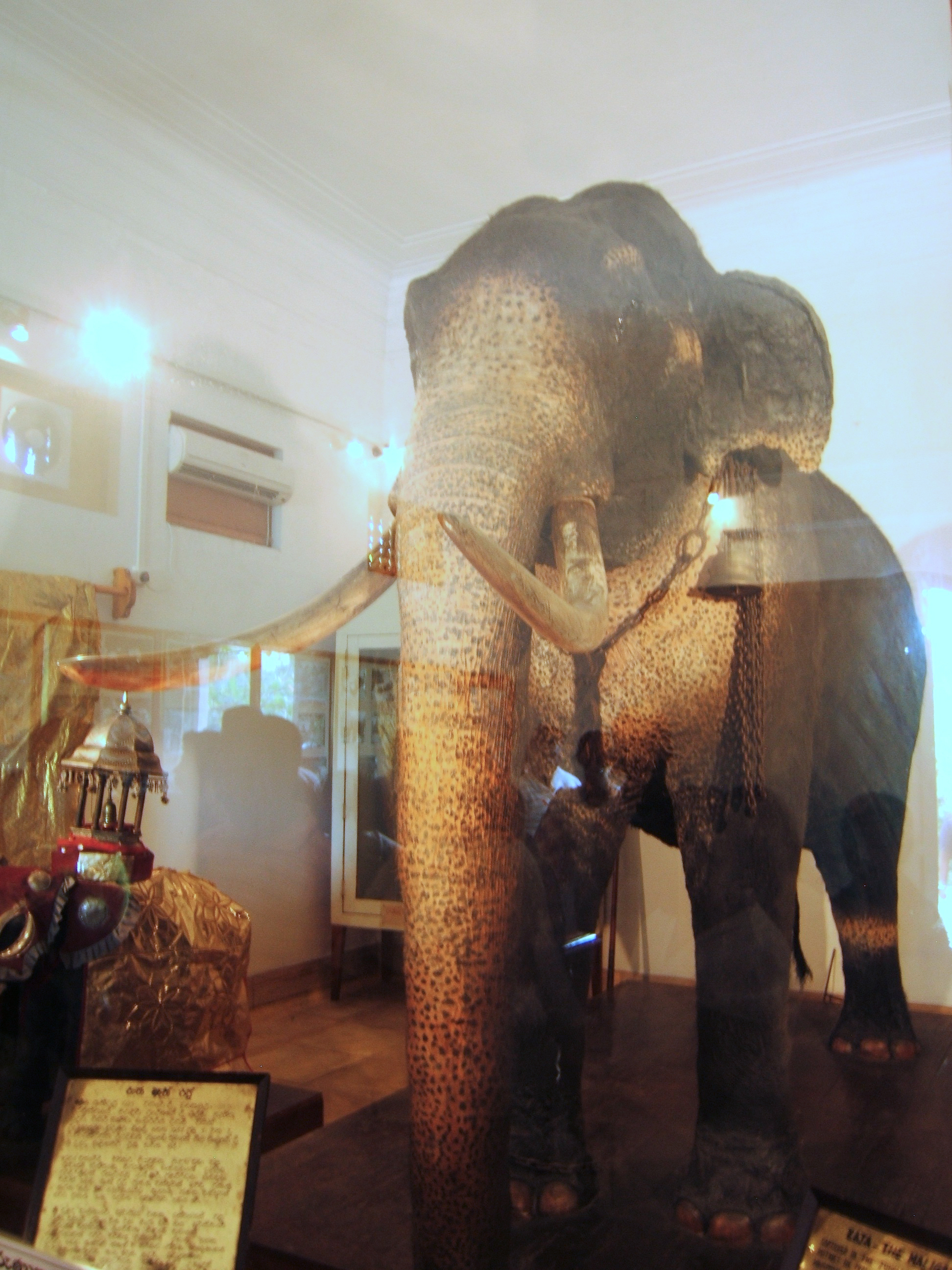Maligawa Raja (The Paramount Casket Bearer)