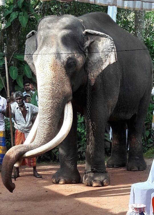 Nadungamuwa Raja